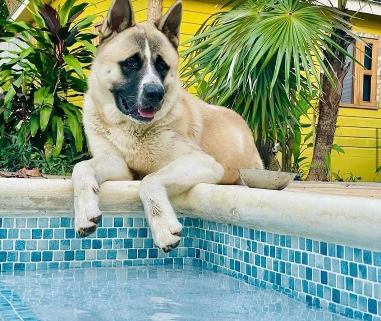 Villa Bak A Yaad à Negril Jamaïque